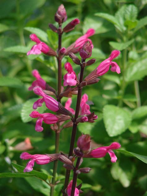 mulberry jam salvia implicata.